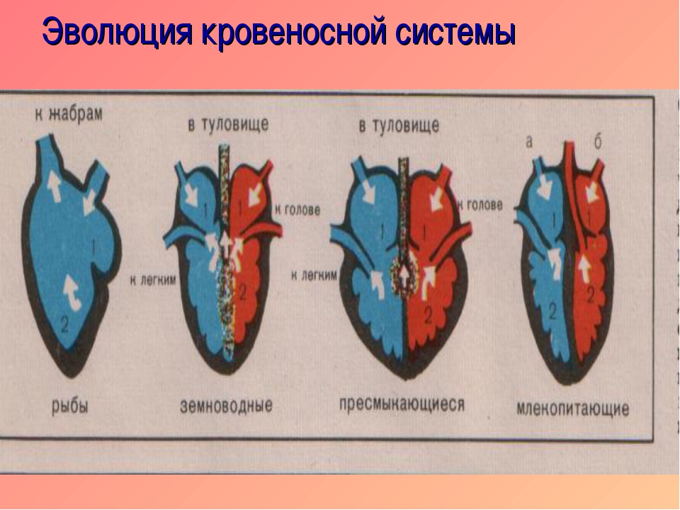 На рисунке схематично изображено строение сердца рыбы земноводного пресмыкающегося птицы